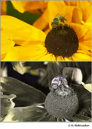 Rudbeckia hirta (Asteraceae) in visible (top) and reflected UV (bottom)