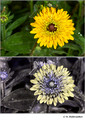 Rudbeckia hirta (Asteraceae) in visible (top) and reflected UV (bottom)