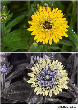 Rudbeckia hirta (Asteraceae) in visible (top) and reflected UV (bottom)