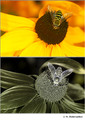Rudbeckia hirta (Asteraceae) in visible (top) and reflected UV (bottom)
