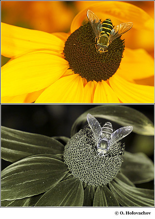 Rudbeckia hirta (Asteraceae) in visible (top) and reflected UV (bottom)