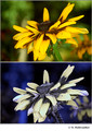 Rudbeckia hirta (Asteraceae) in visible (top) and reflected UV (bottom)
