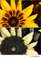 Rudbeckia hirta (Asteraceae) in visible (top) and reflected UV (bottom)