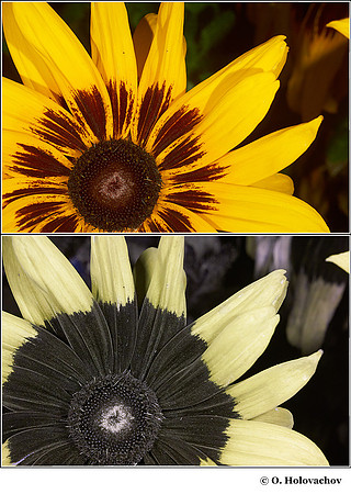 Rudbeckia hirta (Asteraceae) in visible (top) and reflected UV (bottom)