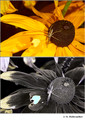 Rudbeckia hirta (Asteraceae) in visible (top) and reflected UV (bottom)
