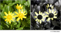 Ranunculus ficaria in visible (left) and reflected UV (right)