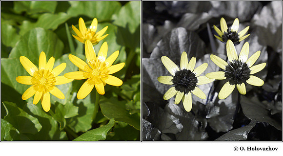 Ranunculus ficaria in visible (left) and reflected UV (right)