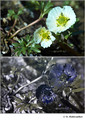 Ranunculus glacialis in visible (top) and reflected UV (bottom)