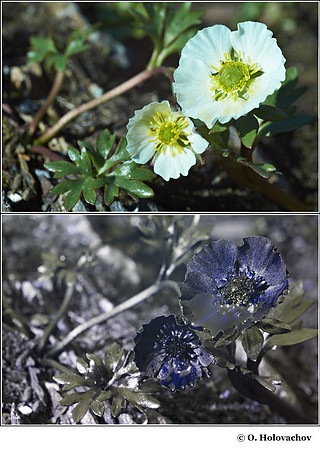 Ranunculus glacialis in visible (top) and reflected UV (bottom)