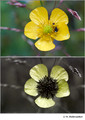 Ranunculus sp. in visible (top) and reflected UV (bottom)