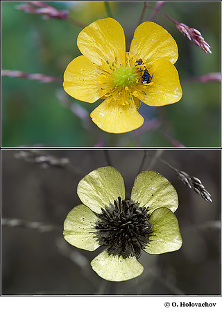 Ranunculus sp. in visible (top) and reflected UV (bottom)