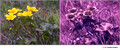 Caltha palustris in visible (left) and reflected UV (right)