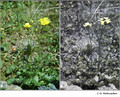 Ranunculus sp. in visible (left) and reflected UV (right)