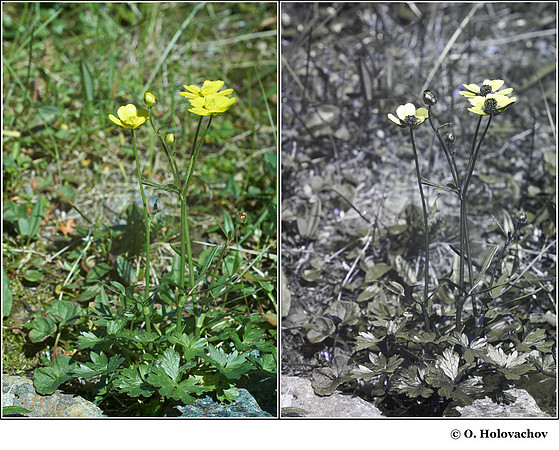 Ranunculus sp. in visible (left) and reflected UV (right)