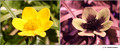 Caltha palustris in visible (left) and reflected UV (right)