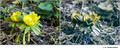 Eranthis hyemalis in visible (left) and reflected UV (right)