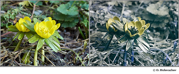 Eranthis hyemalis in visible (left) and reflected UV (right)