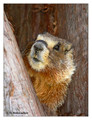Yellow-Bellied Marmot (Marmota flaviventris) in Sequoia National Park, California, USA