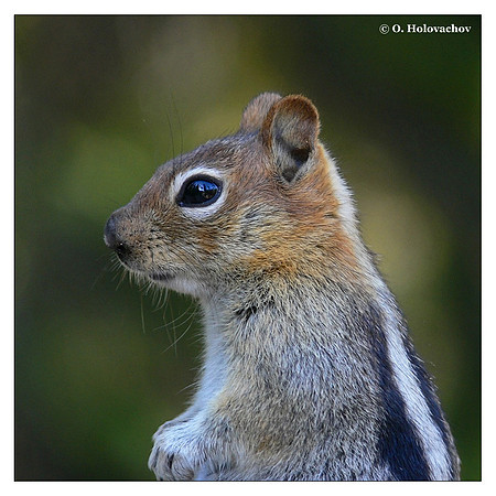 Golden-Mantled Ground Squirrel (Spermophilus lateralis) in Sequoia National Park, California, USA
