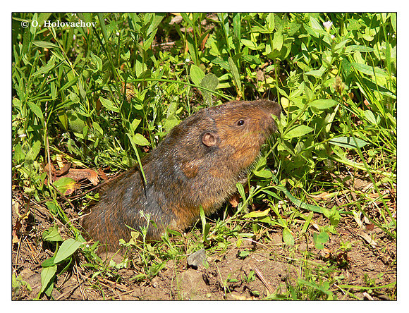 Botta's Pocket Gopher (Thomomys bottae) in Sequoia National Park, California, USA