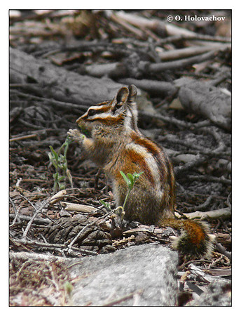 Alpine Chipmunk (Tamias alpinus) in Sequoia National Park, California, USA