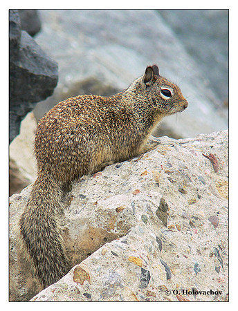 California Ground Squirrel (Spermophilus beecheyi) in Torrey Pines State Beach, California, USA