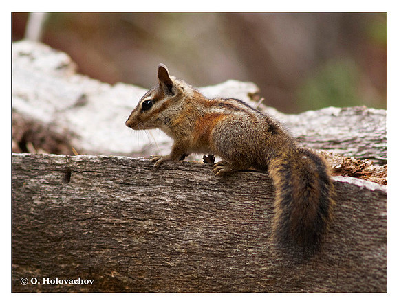 Lodgepole Chipmunk (Tamias speciosus) in Mt. San Jacinto State Park, California, USA