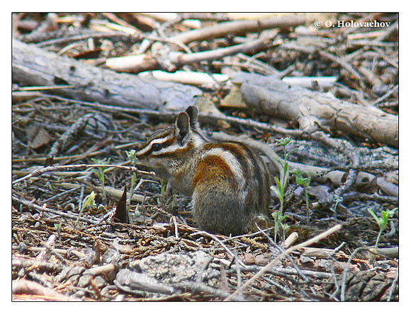 Alpine Chipmunk (Tamias alpinus) in Sequoia National Park, California, USA