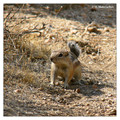 White-Tailed Antelope Squirrel (Ammospermophilus leucurus) in Joshua Tree National Park, California, USA