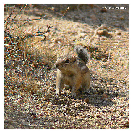White-Tailed Antelope Squirrel (Ammospermophilus leucurus) in Joshua Tree National Park, California, USA