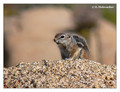 White-Tailed Antelope Squirrel (Ammospermophilus leucurus) in Joshua Tree National Park, California, USA