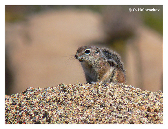 White-Tailed Antelope Squirrel (Ammospermophilus leucurus) in Joshua Tree National Park, California, USA