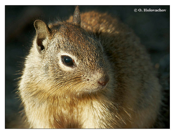 California Ground Squirrel (Spermophilus beecheyi) in Carpinteria State Beach, California, USA