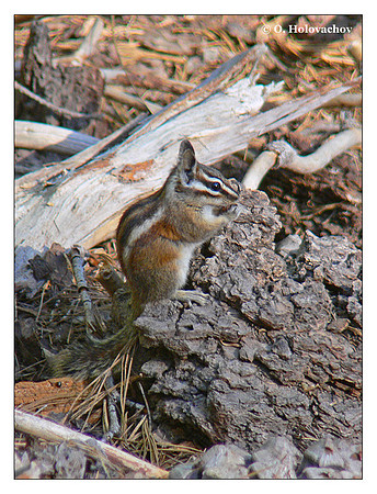 Alpine Chipmunk (Tamias alpinus) in Sequoia National Park, California, USA