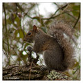Eastern Gray Squirrel (Sciurus carolinensis) in Ochlockonee River State Park, Florida, USA