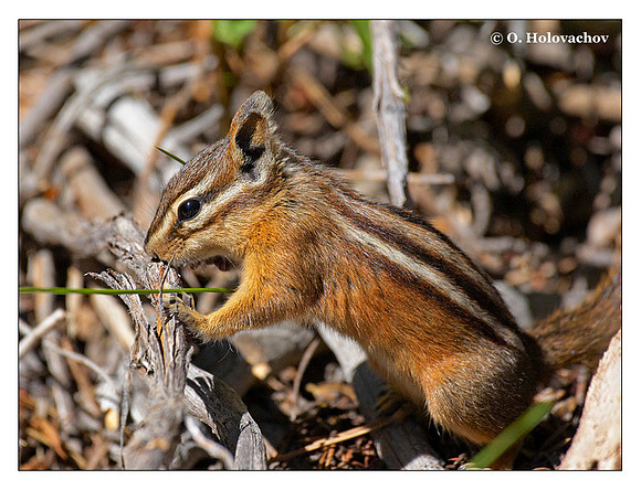 Yellow-Pine Chipmunk (Tamias amoenus) in Yellowstone National Park, Wyoming, USA