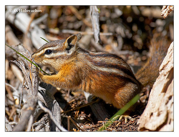 Yellow-Pine Chipmunk (Tamias amoenus) in Yellowstone National Park, Wyoming, USA