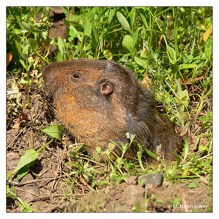 Botta's Pocket Gopher (Thomomys bottae) in Sequoia National Park, California, USA