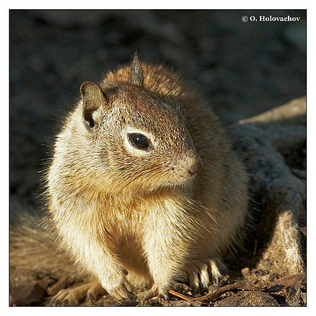 California Ground Squirrel (Spermophilus beecheyi) in Carpinteria State Beach, California, USA