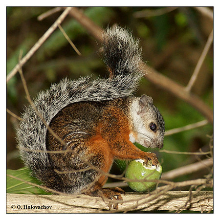 Variegated Squirrel (Sciurus variegatoides) in Inbioparque, Costa Rica