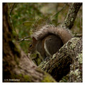 Eastern Gray Squirrel (Sciurus carolinensis) in Ochlockonee River State Park, Florida, USA