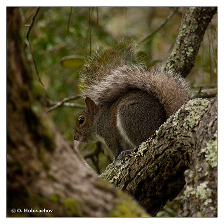 Eastern Gray Squirrel (Sciurus carolinensis) in Ochlockonee River State Park, Florida, USA