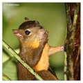 Red-Tailed Squirrel (Sciurus granatensis) in La Selva Biological Station, Costa Rica