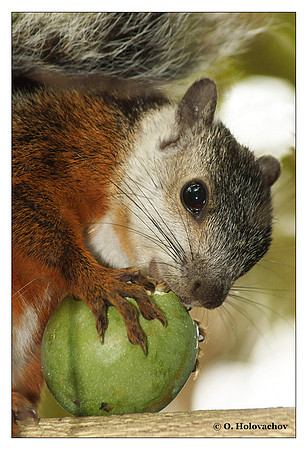 Variegated Squirrel (Sciurus variegatoides) in Inbioparque, Costa Rica