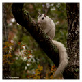 Leucistic Eastern Gray Squirrel (Sciurus carolinensis) in Ochlockonee River State Park, Florida, USA