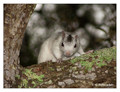 Leucistic Eastern Gray Squirrel (Sciurus carolinensis) in Ochlockonee River State Park, Florida, USA