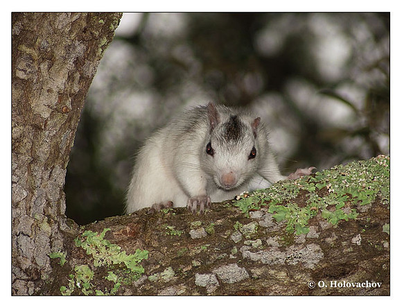 Leucistic Eastern Gray Squirrel (Sciurus carolinensis) in Ochlockonee River State Park, Florida, USA