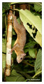 Red-Tailed Squirrel (Sciurus granatensis) in La Selva Biological Station, Costa Rica