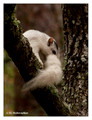Leucistic Eastern Gray Squirrel (Sciurus carolinensis) in Ochlockonee River State Park, Florida, USA