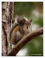 Eastern Gray Squirrel (Sciurus carolinensis) near Miami, Florida, USA